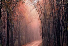 春日长安｜樱花汉服套餐：花期限定齐胸襦裙+园林跟拍1小时