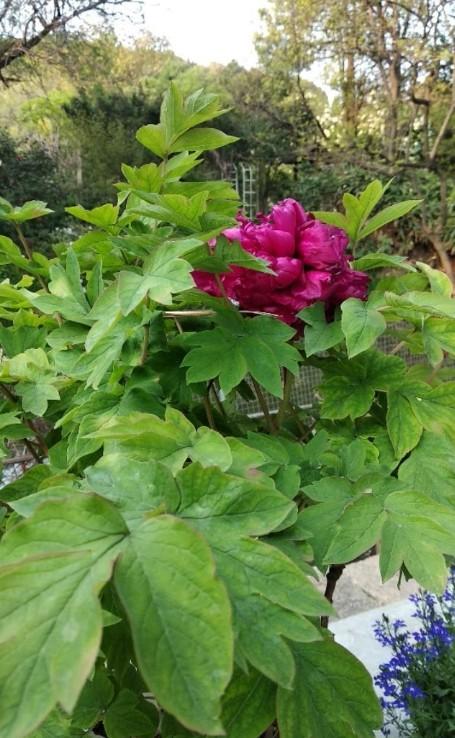 洛阳牡丹文化节-第5张图片-古都长安汉服妆造体验馆