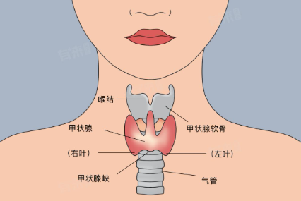 甲状腺-第1张图片-汉汇词典